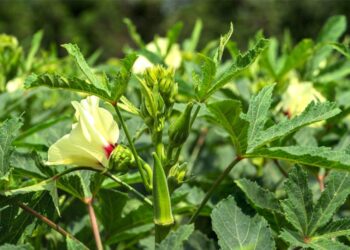 ديدان اللوز الشوكية في البامية