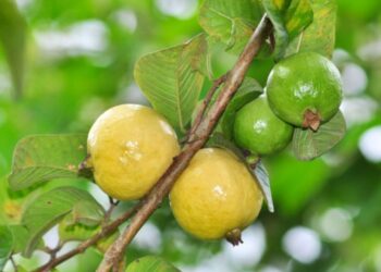 محصول الجوافة