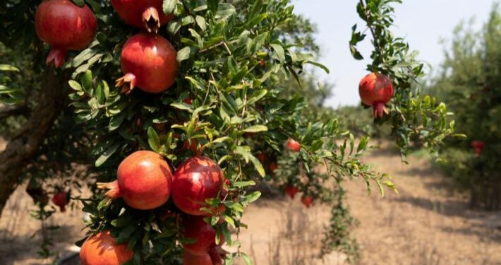 الرمان على رأس صادرات الفاكهة المصرية.. بيان حكومي الرمان