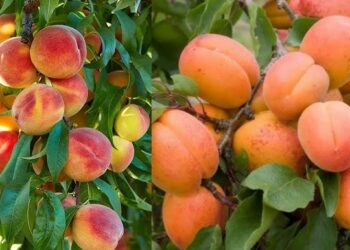 محصول البرقوق