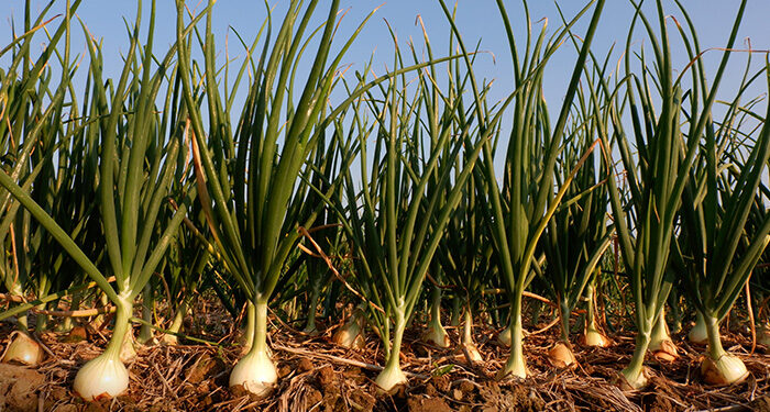 محصول البصل .. 15 معاملة إرشادية هامة خلال شهر أكتوبر محصول البصل