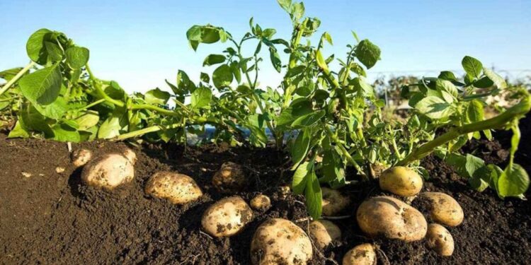 البطاطس المصرية إلى الأسواق البرازيلية في هذا الموعد البطاطس المصرية
