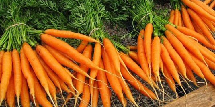 نيماتودا تعقد الجذور في الجزر .. إليك المبيدات المعتمدة للمكافحة نيماتودا تعقد الجذور في الجزر