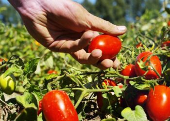 أدوية توتا ابسليوتا فى الطماطم