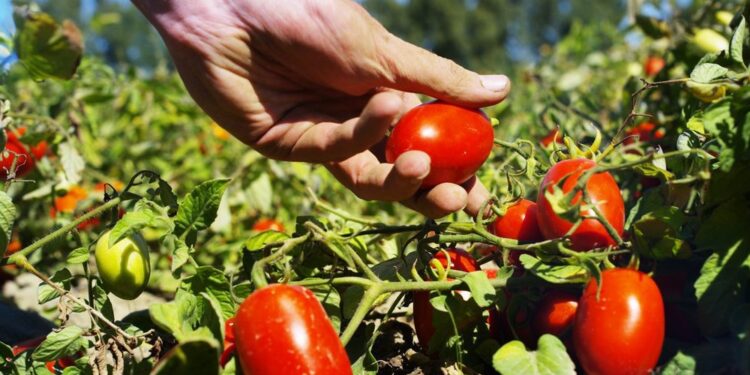 أدوية توتا ابسليوتا فى الطماطم .. 36 مبيد لمكافحتها أدوية توتا ابسليوتا فى الطماطم