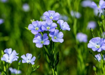 محصول الكتان