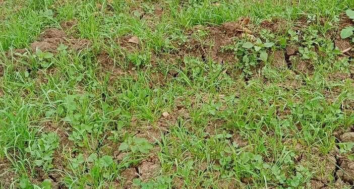 مبيدات حشائش القمح .. د. عبدالسلام المنشاوي: سلاح ذو حدين