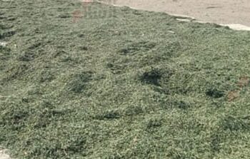 تجفيف النباتات الطبية والعطرية .. د. محمد حميدة يوضح أبرز 4 طرق