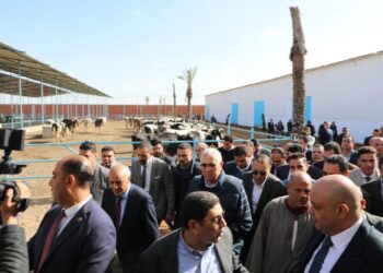 مبادرة احلم لتمويل رؤوس الأبقار