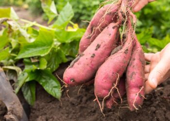 البطاطا الحلوة