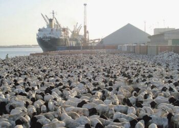 رقمنة أعمال الحجر البيطري