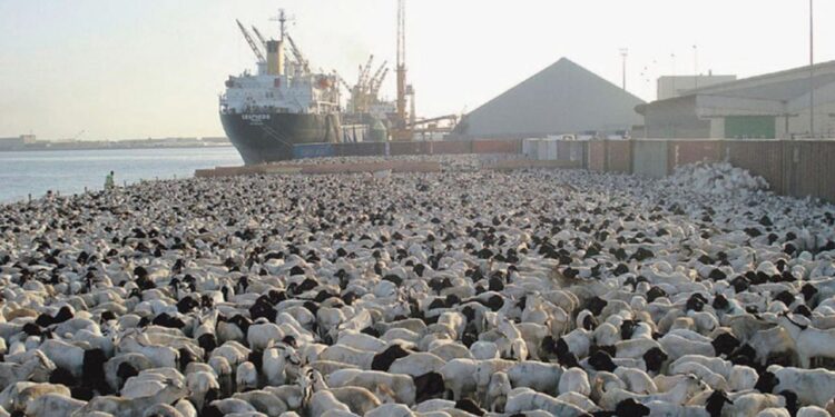 4 أهداف لـ رقمنة أعمال الحجر البيطري رقمنة أعمال الحجر البيطري