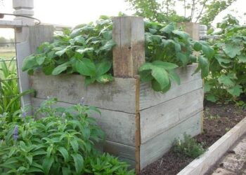 الزراعة في الصناديق