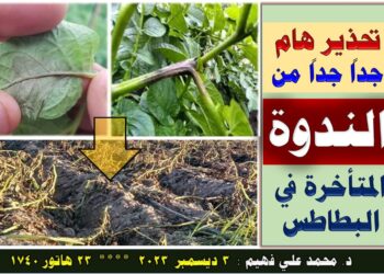 اللفحة المتأخرة في البطاطس