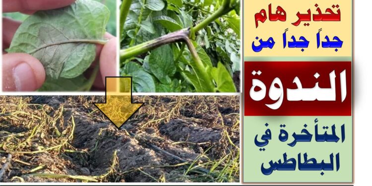 6 توصيات عاجلة للوقاية من اللفحة المتأخرة في البطاطس اللفحة المتأخرة في البطاطس