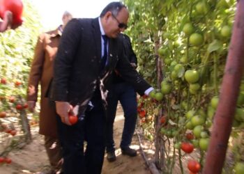 الطماطم السلكية .. مصر تنجح في إنتاج 5 أصناف جديدة