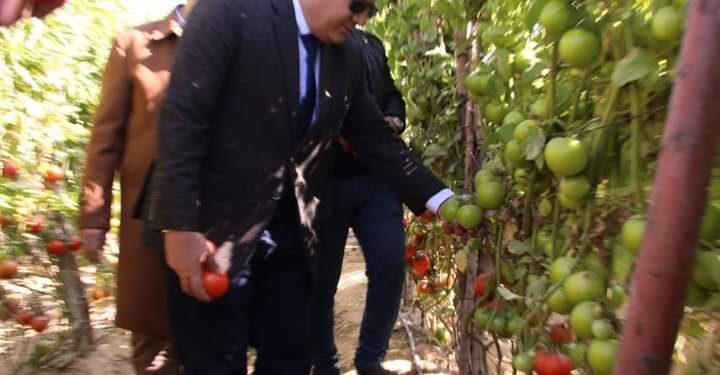 الطماطم السلكية .. مصر تنجح في إنتاج 5 أصناف جديدة