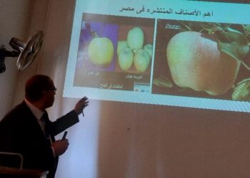 محصول التفاح