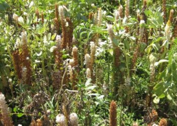 حشيشة الهالوك