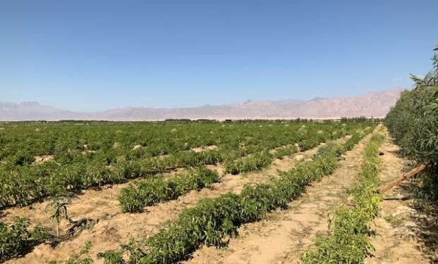 مسار تنموي زراعي