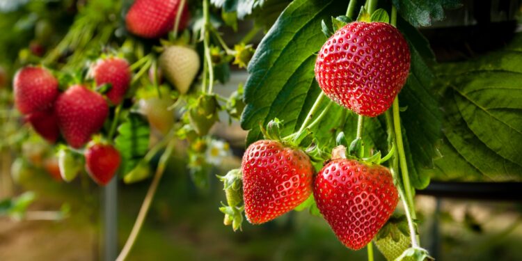 الفراولة المصرية