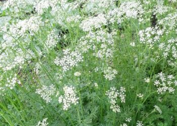 علاج اللفحة النارية في الكمون