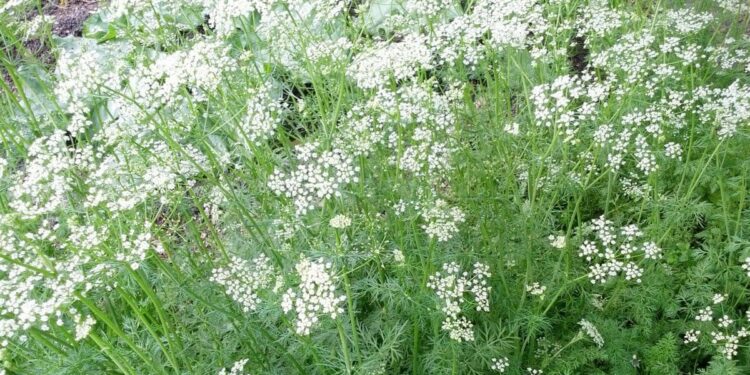 ذبول الكمون .. 4 مبيدات لمكافحة هذا المرض علاج اللفحة النارية في الكمون