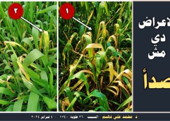 اصفرار اوراق القمح