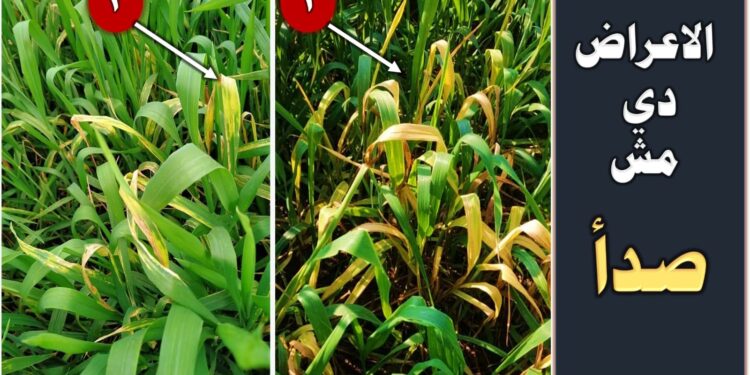 اصفرار اوراق القمح .. أسبابه وعلاقته بمرض الصدأ اصفرار اوراق القمح