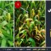 اصفرار اوراق القمح .. أسبابه وعلاقته بمرض الصدأ اصفرار اوراق القمح