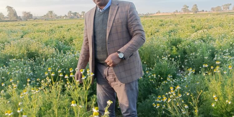 معاملات مابعد الحصاد للبابونج يوضحها د. محمد حميده معاملات مابعد الحصاد للبابونج