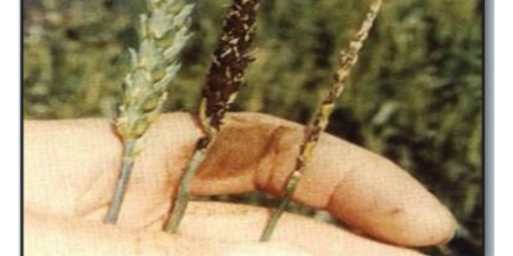 التفحم السائب في القمح .. د.المنشاوي للمزارعين: "ماترشوش مبيدات" التفحم السائب في القمح .. د.المنشاوي للمزارعين: “ماترشوش مبيدات”