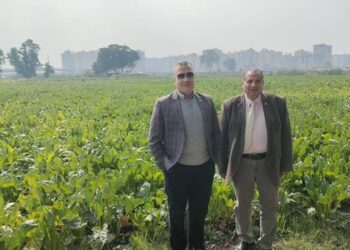 أصناف بنجر السكر