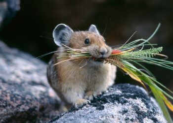 مبيدات الفئران .. الزراعة تعتمد 6 مركبات لمكافحتها