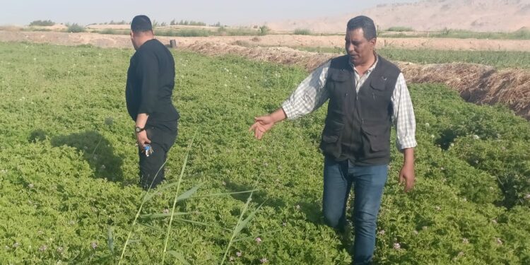 النباتات الطبية