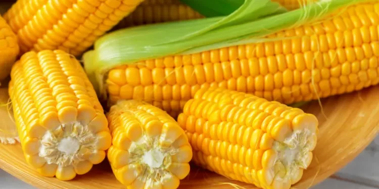 سعر طن الذرة اليوم الأحد 4 فبراير 2024 سعر طن الذرة اليوم