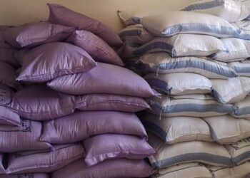 سعر تقاوي الأرز