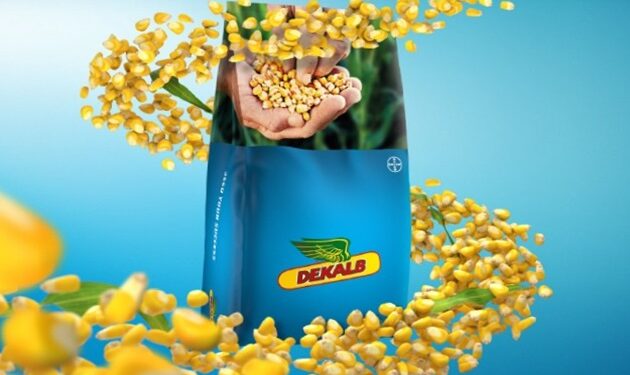 سعر تقاوى ذرة ديكالب من العملاق الألماني باير سعر تقاوى ذرة ديكالب