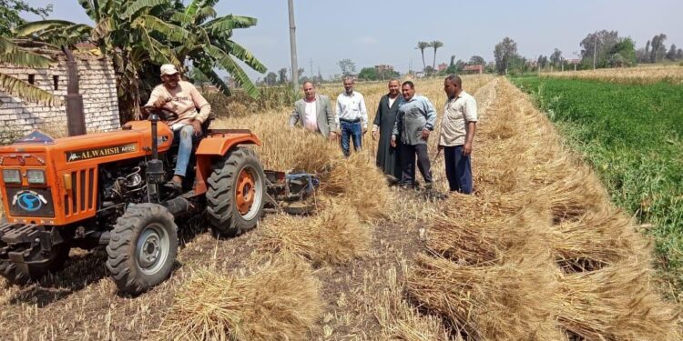 موسم حصاد القمح .. الزراعة تعلن بدء الموسم موسم حصاد القمح