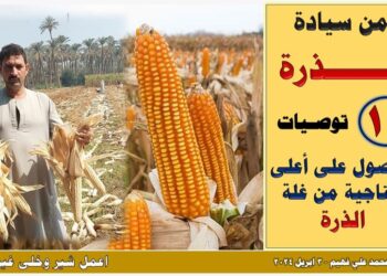 محصول الذرة