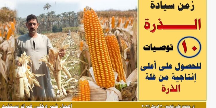 محصول الذرة .. 10 توصيات للحصول على أعلى إنتاجية محصول الذرة