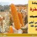 محصول الذرة .. 10 توصيات للحصول على أعلى إنتاجية محصول الذرة