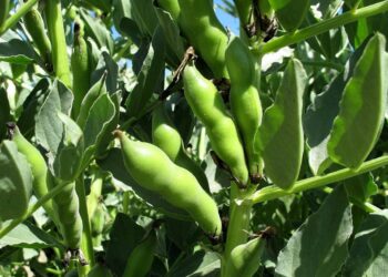 التبقع البنى في الفول البلدى