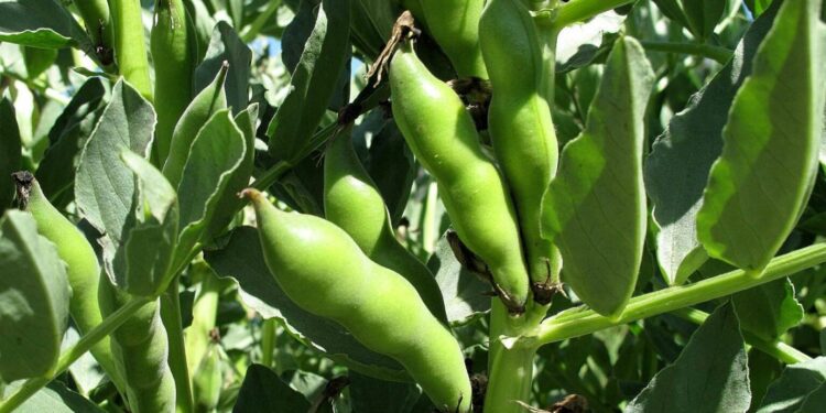 التبقع البنى في الفول البلدى .. موعد الإصابة ومبيدات المكافحة التبقع البنى في الفول البلدى