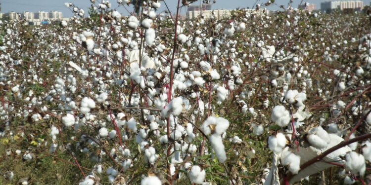 سعر تقاوي القطن في مختلف الجمعيات ومنافذ وزارة الزراعة افات بادرات القطن