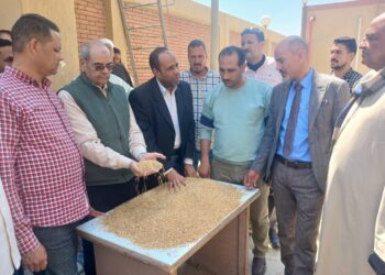 موعد توريد القمح