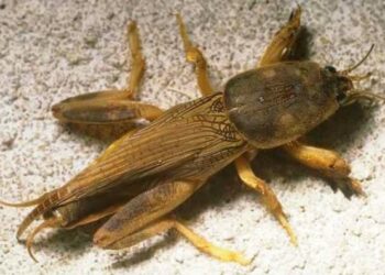 علاج حشرة الحفار