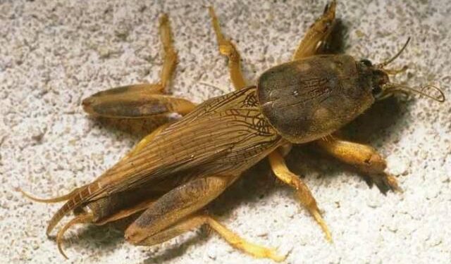 علاج حشرة الحفار