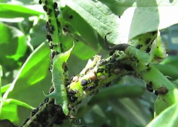 علاج المن في الفول البلدى