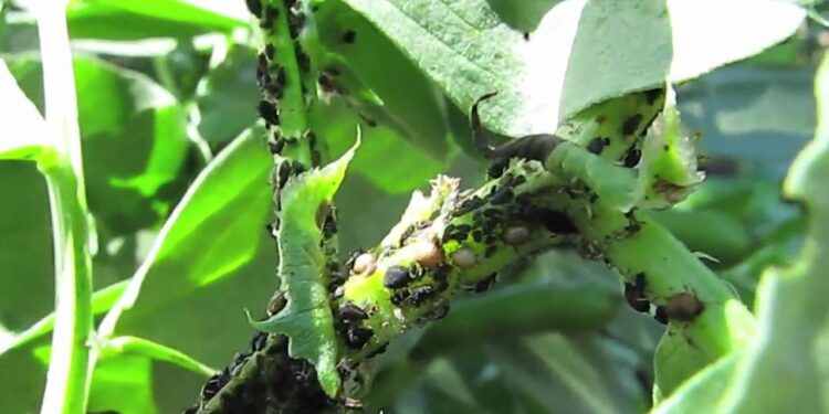 علاج المن في الفول البلدى .. 4 مبيدات معتمدة علاج المن في الفول البلدى